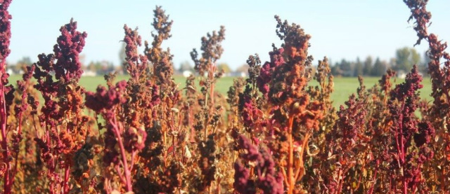 #BrandsOnQ: Focusing on locals allows Quinta Quinoa to flourish